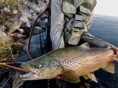 Fly Fishing New Zealand – Trout, Salmon, Where to go!