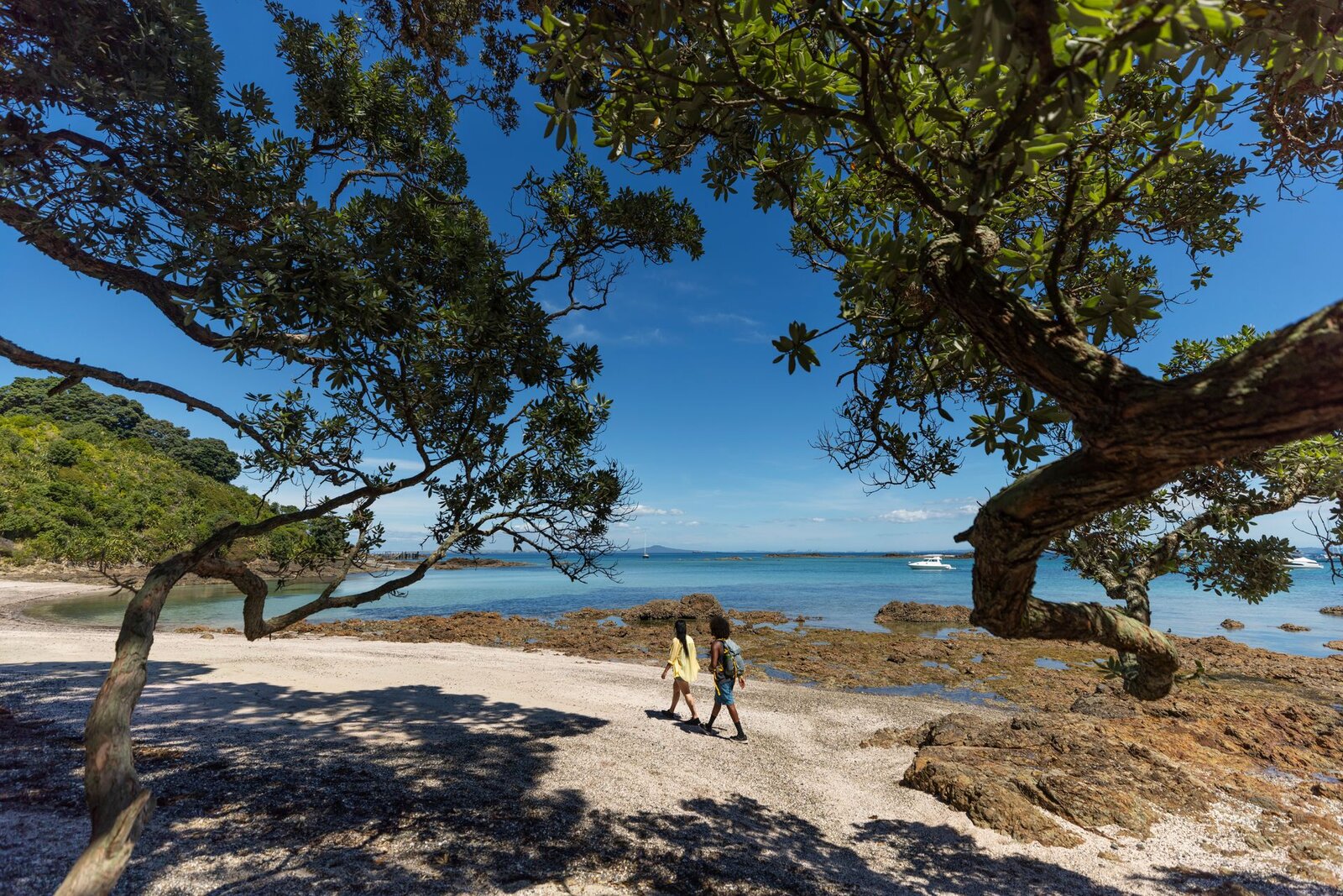 The best hiking trails in and around Auckland, NZ