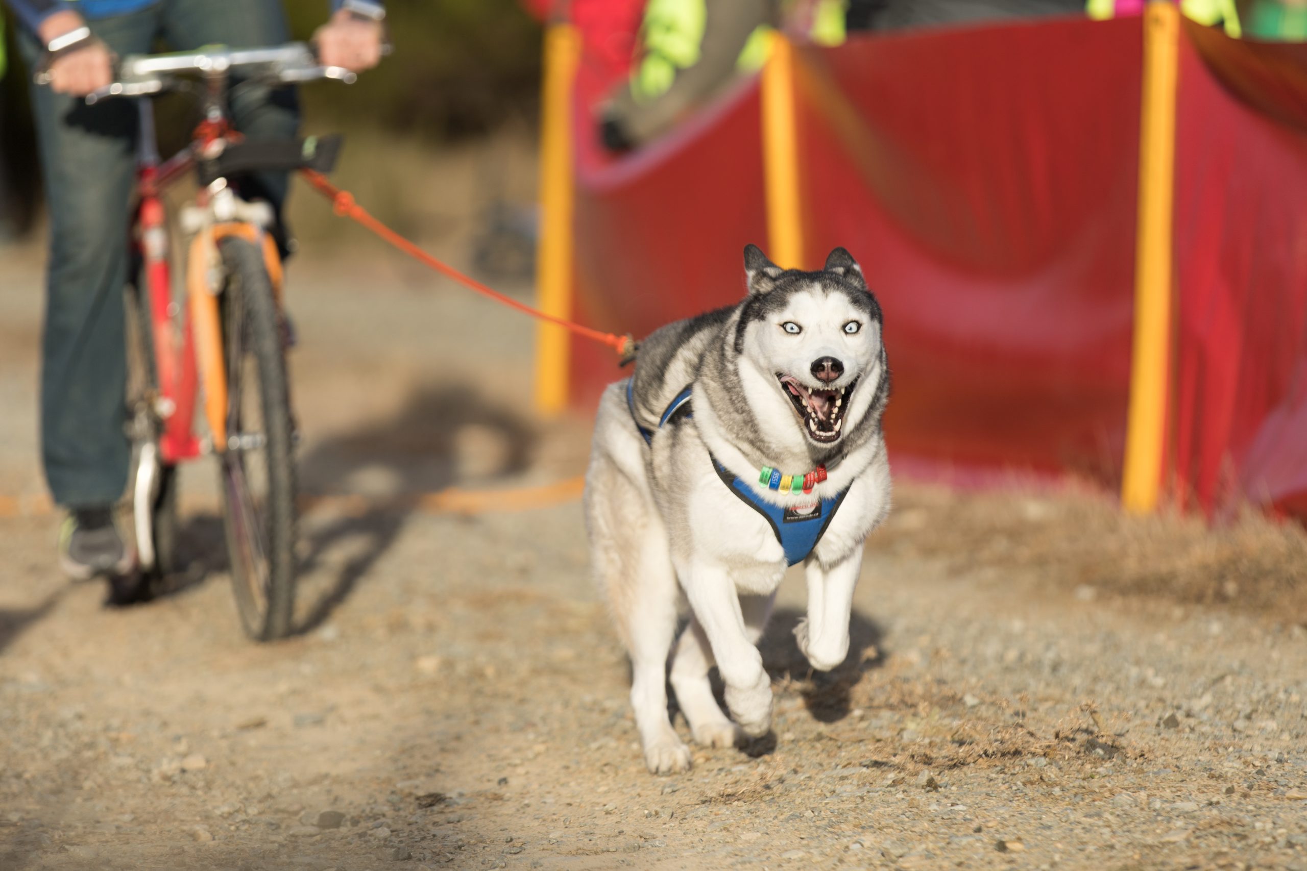 It’s a (sled) dog’s life