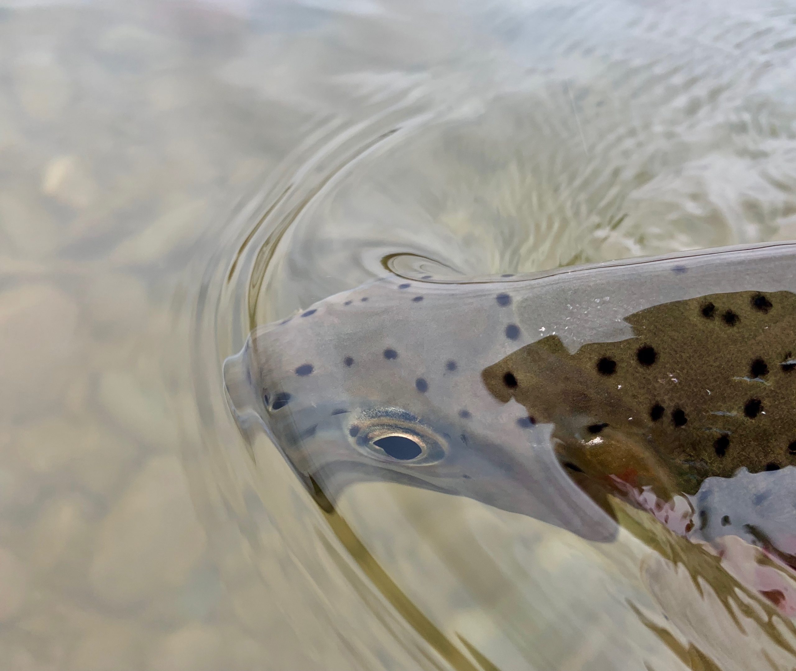 Can’t buy me trout