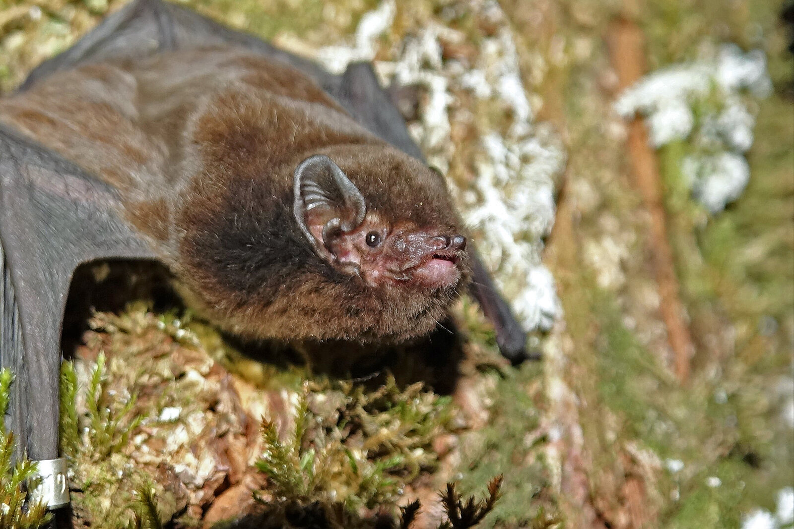 A history of bats