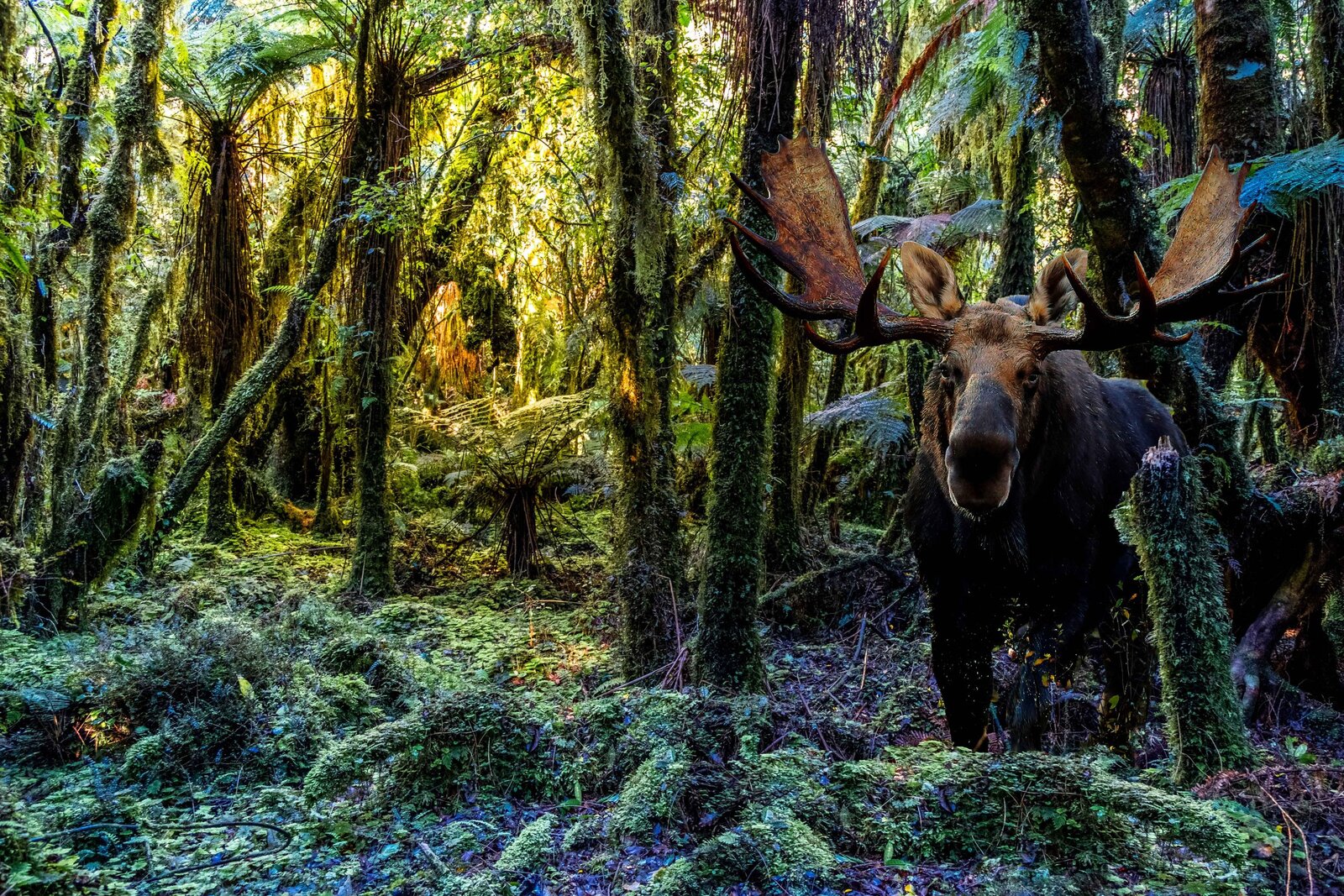Fiordland Moose discovered!!
