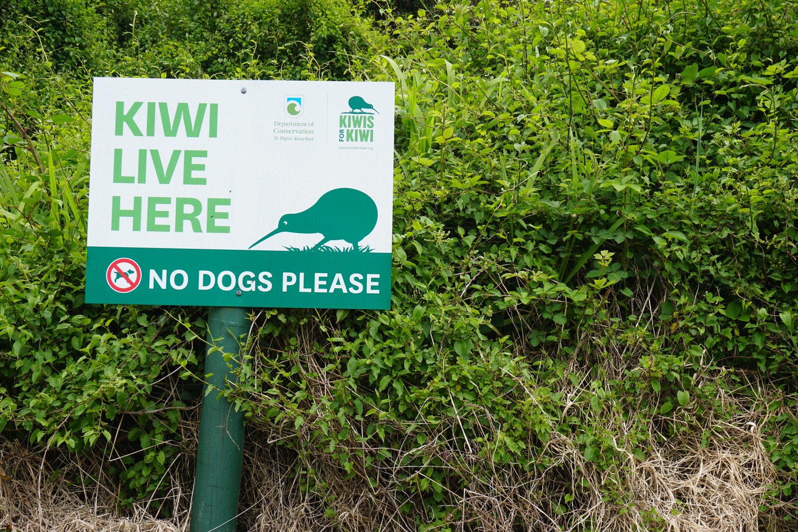KATs and Dogs