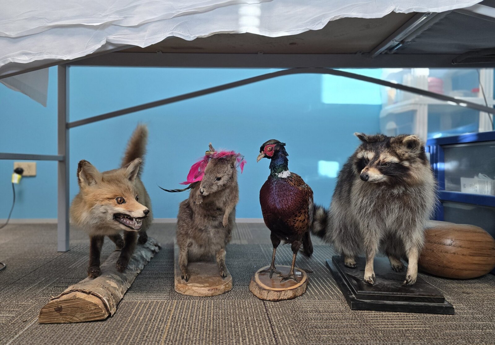 Stuffed animals