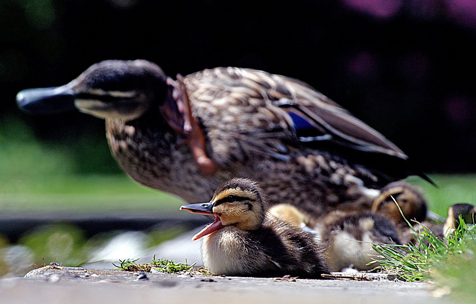 Fight or flight