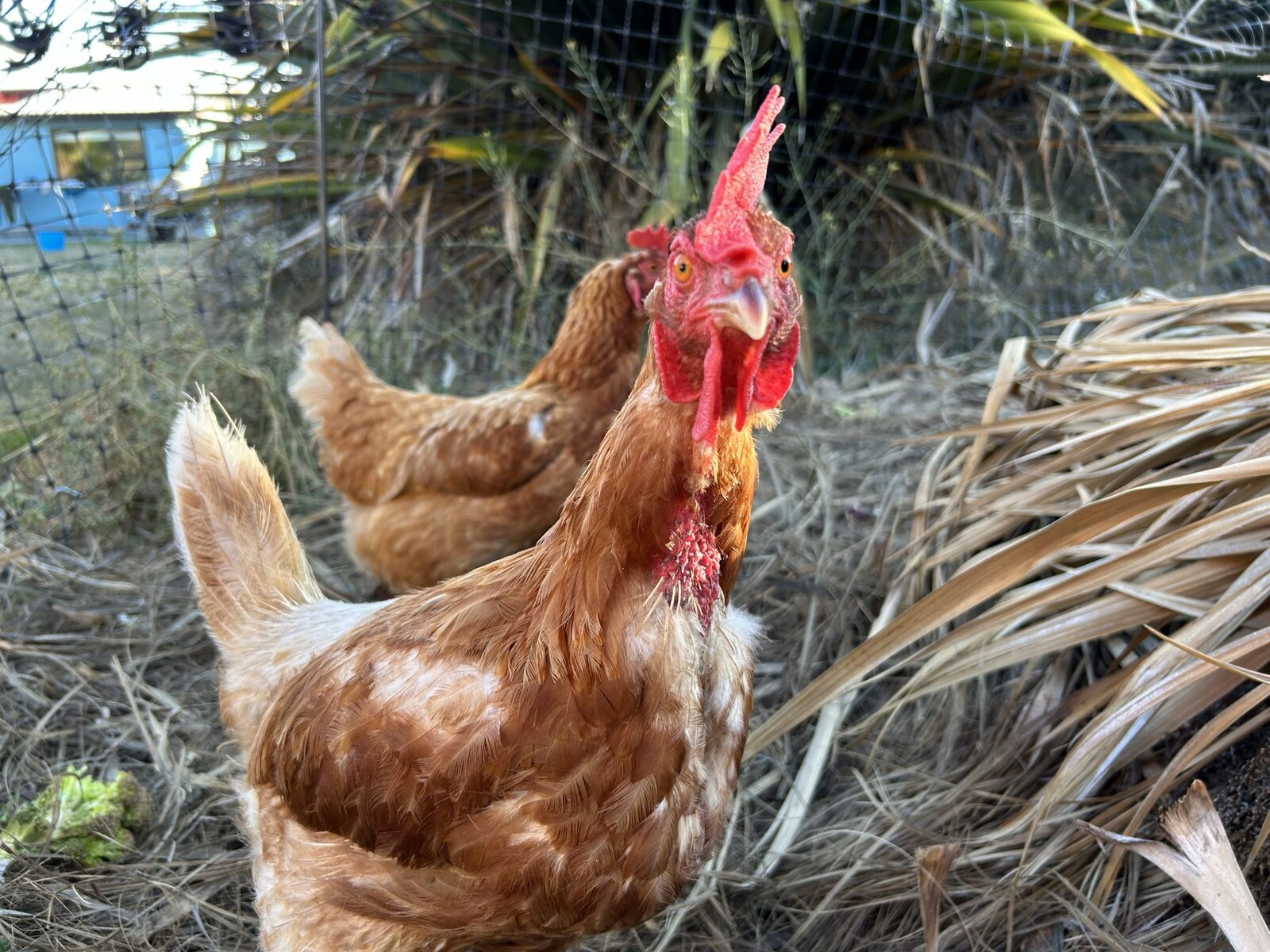 Chicken Run